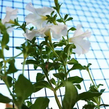 Isinda Проживание в семье *